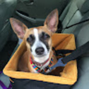 Meet your Posher, Elizabeth yost